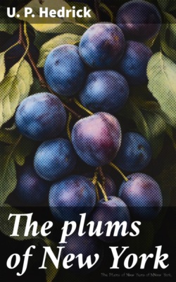 The plums of New York