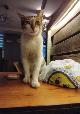 The Adventures of Nick the Kitten