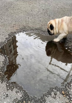 Приключения Боди