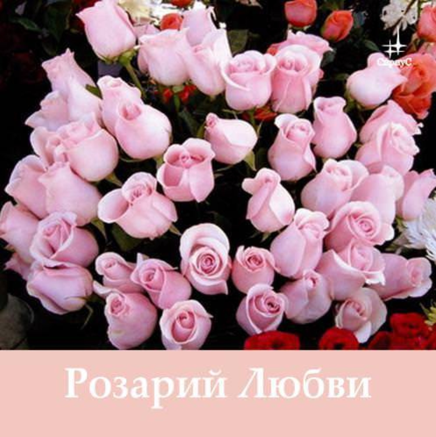 Обложка книги «Розарий Любви»