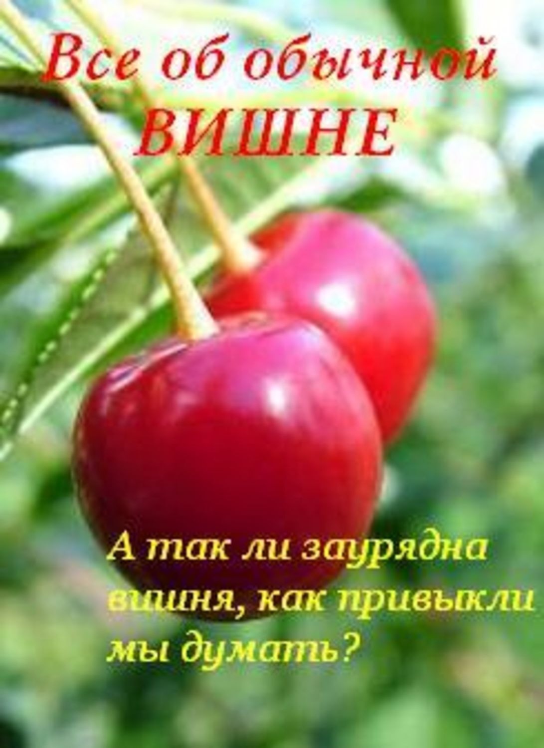 Обложка книги «Все об обычной вишне»