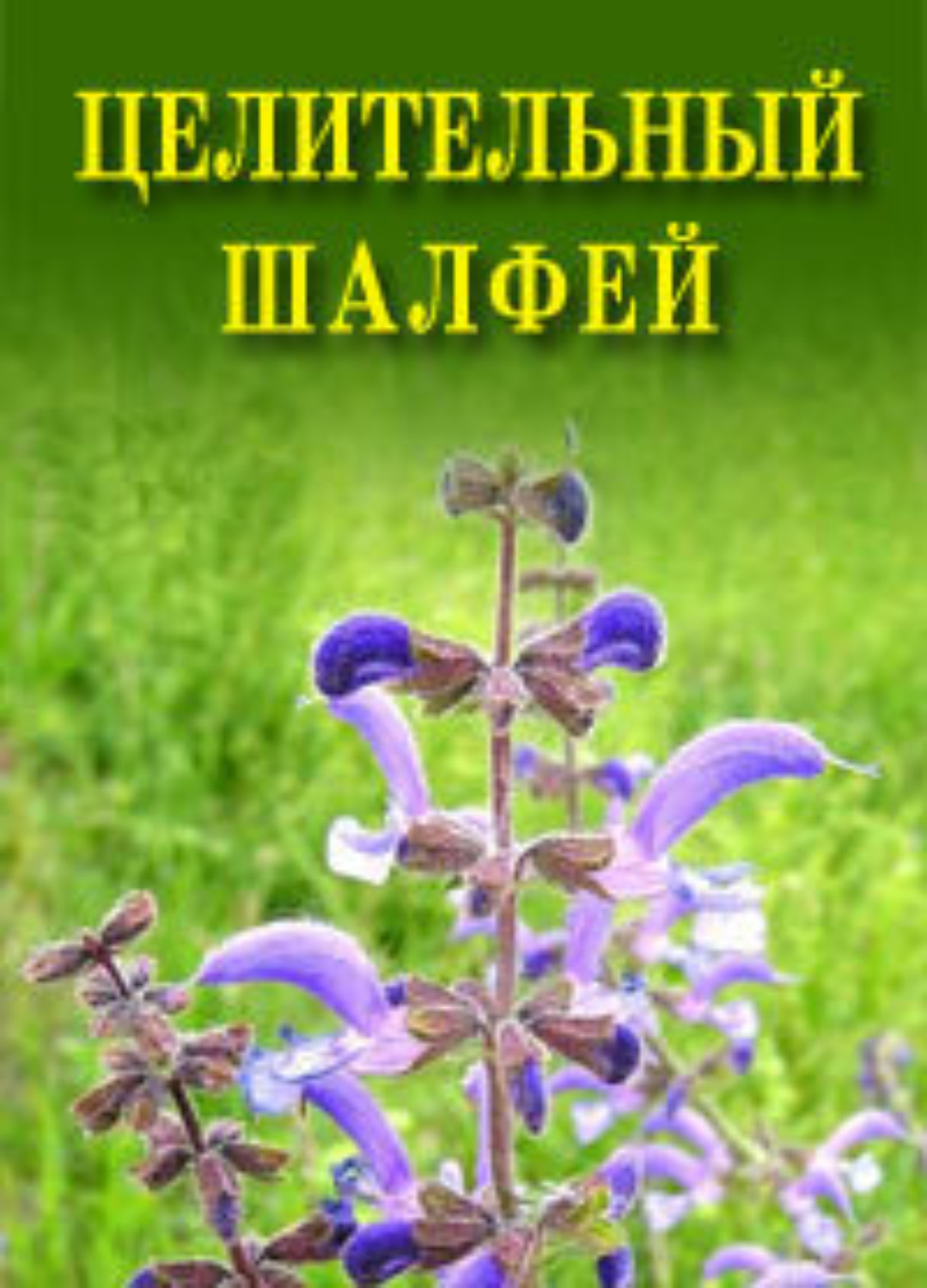 Обложка книги «Целительный шалфей»