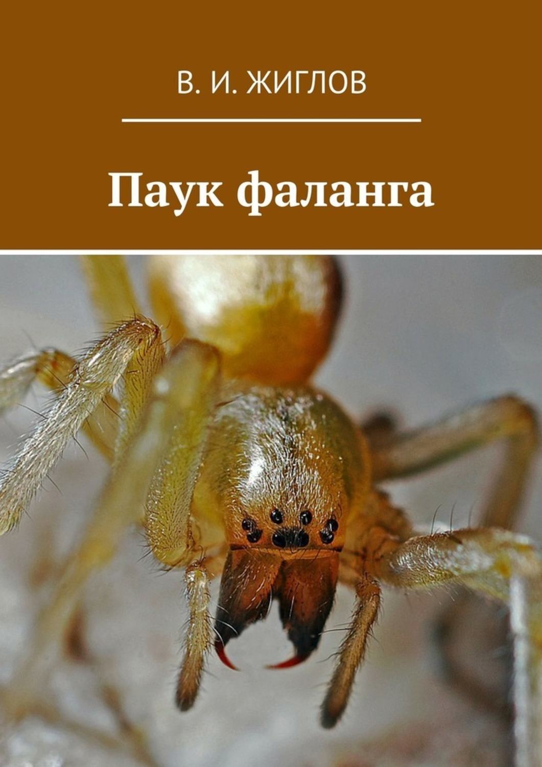 Обложка книги «Паук фаланга»