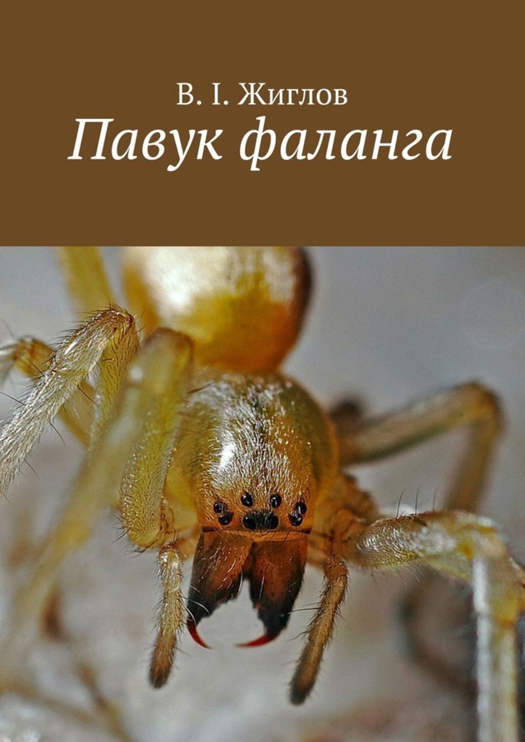 Обложка книги «Павук фаланга»