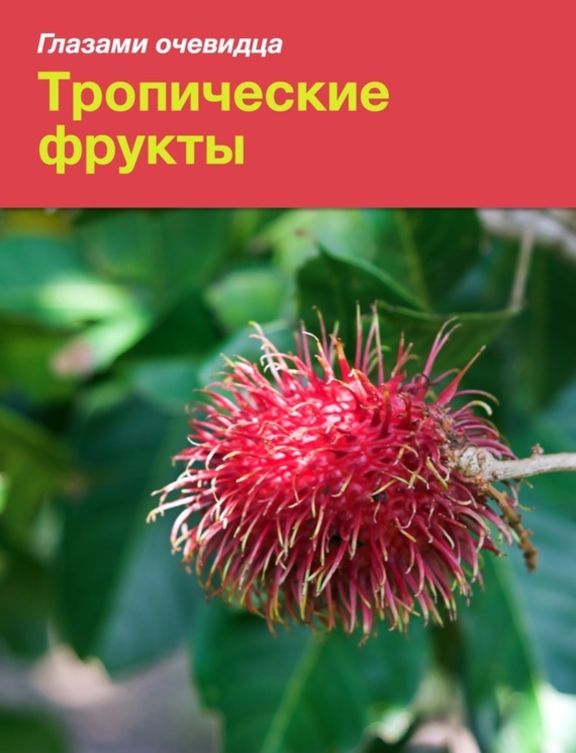 Обложка книги «Тропические фрукты»