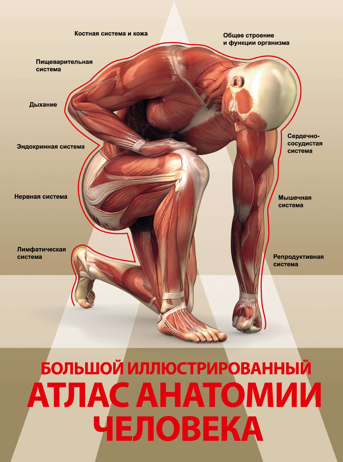 Обложка книги «Большой иллюстрированный атлас анатомии человека»