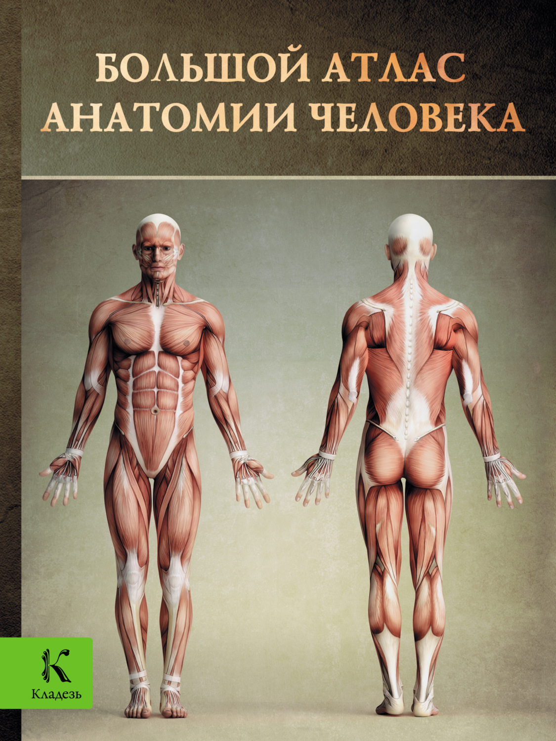 Обложка книги «Большой атлас анатомии человека»