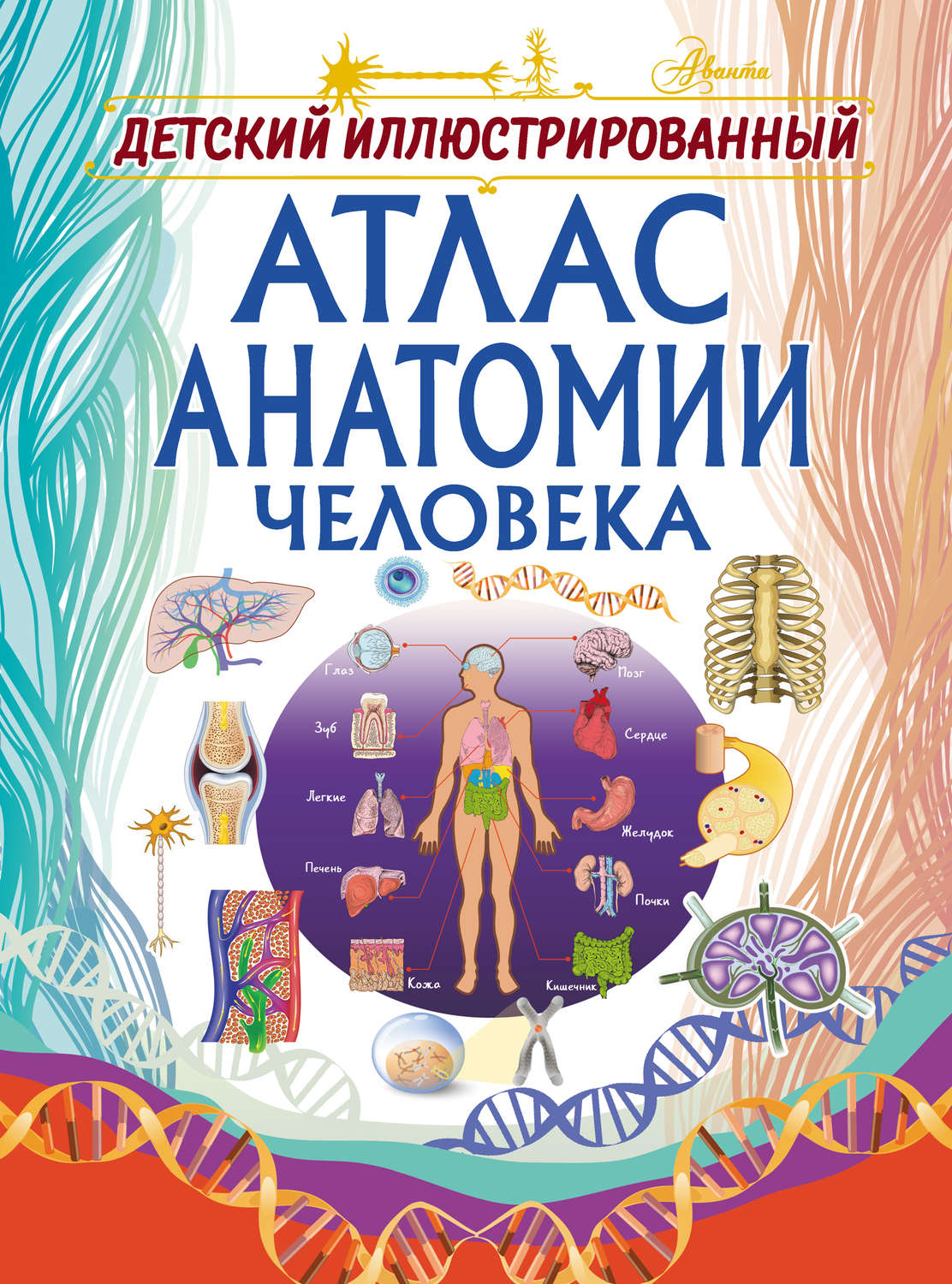Обложка книги «Детский иллюстрированный атлас анатомии человека»