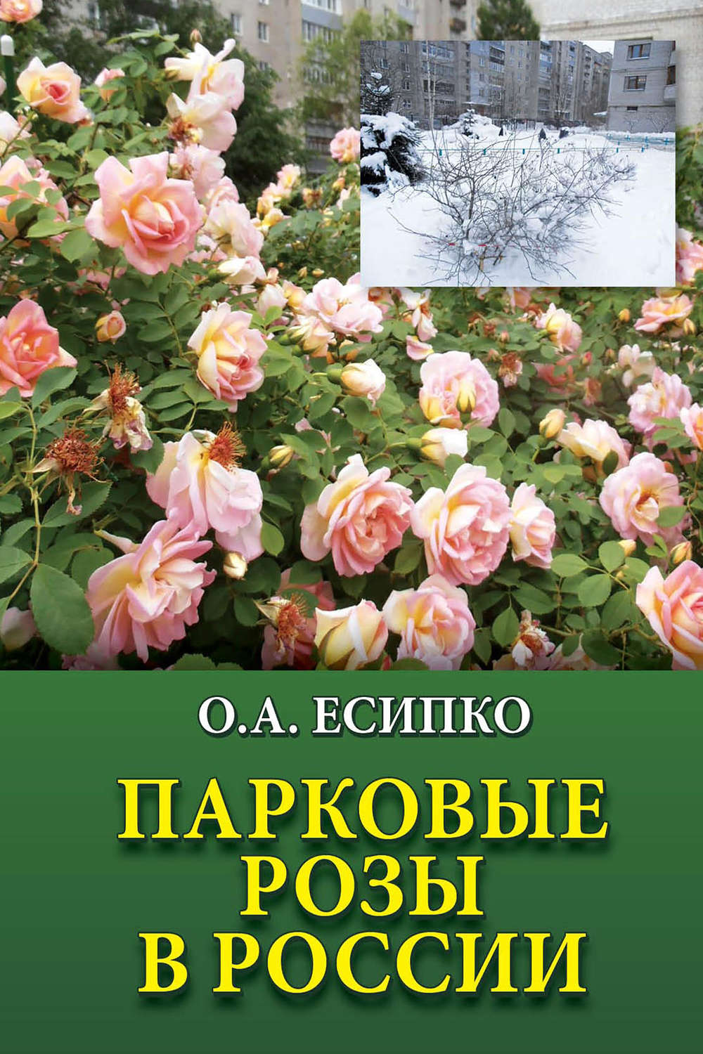 Обложка книги «Парковые розы в России»