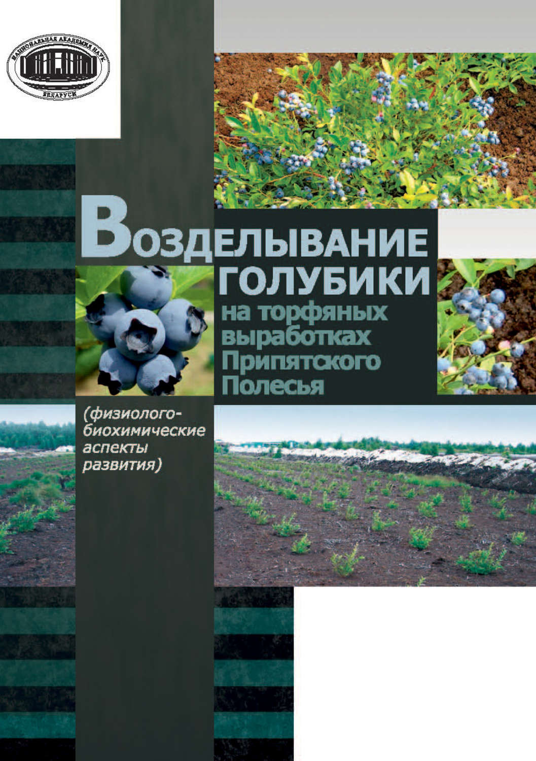 Обложка книги «Возделывание голубики на торфяных выработках Припятского Полесья»