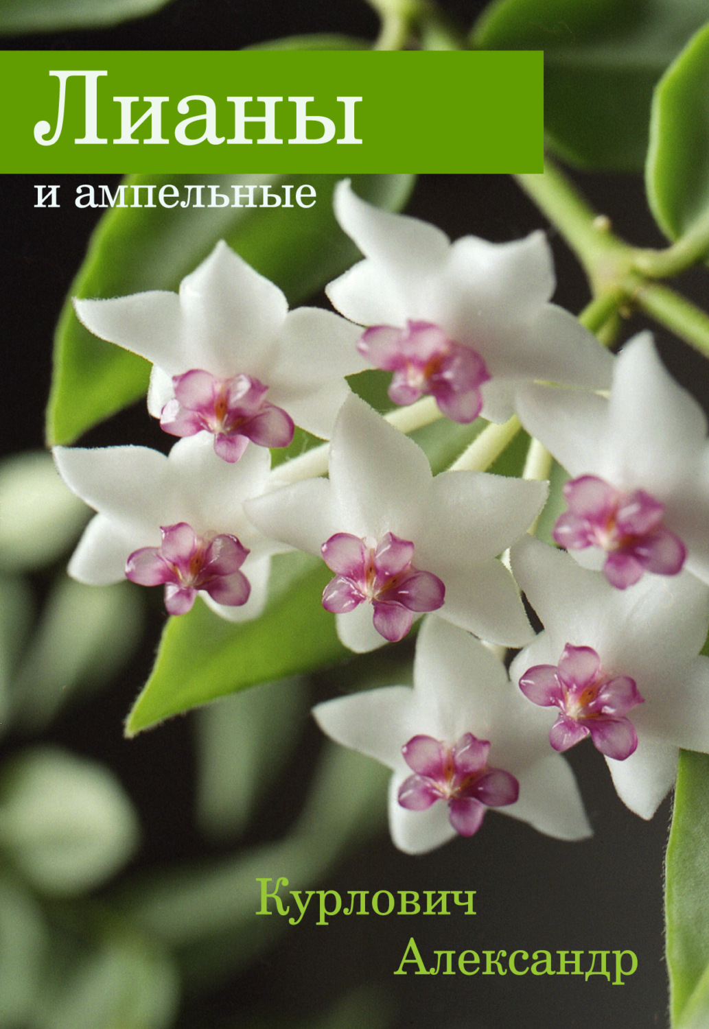 Обложка книги «Лианы и ампельные»