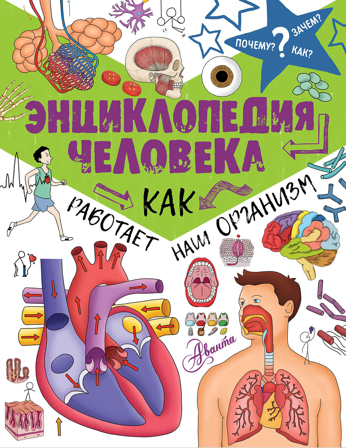 Обложка книги «Энциклопедия человека. Как работает наш организм»