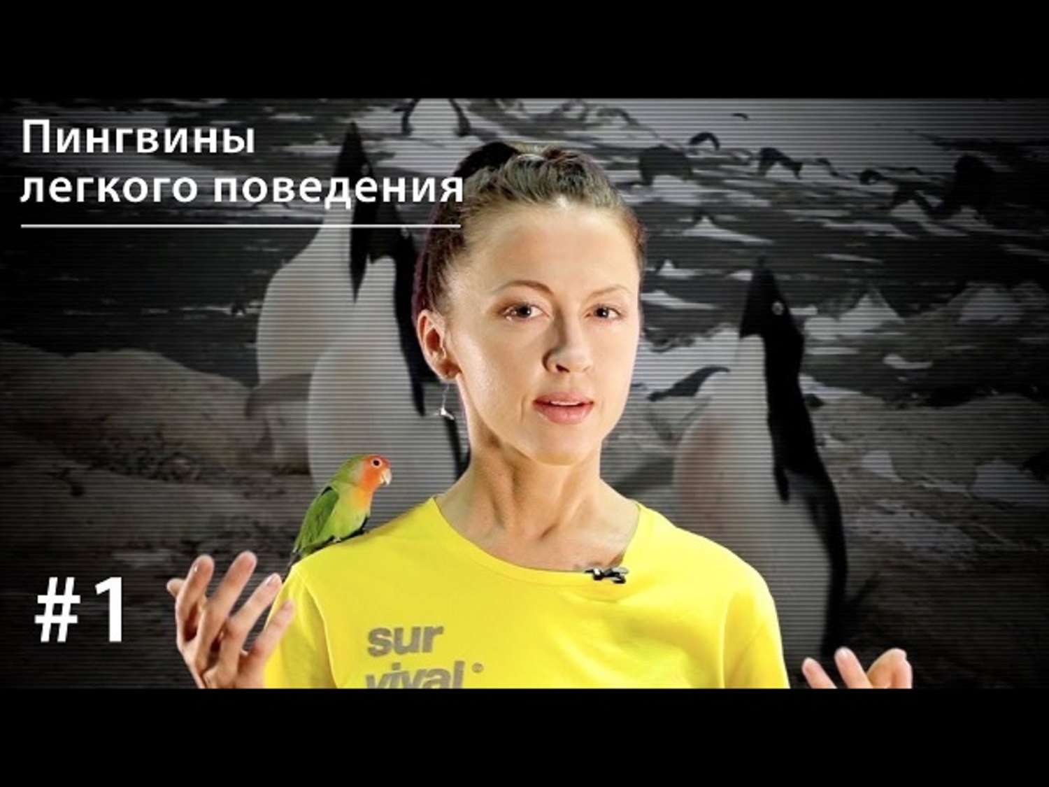 Обложка книги «Пингвины легкого поведения»