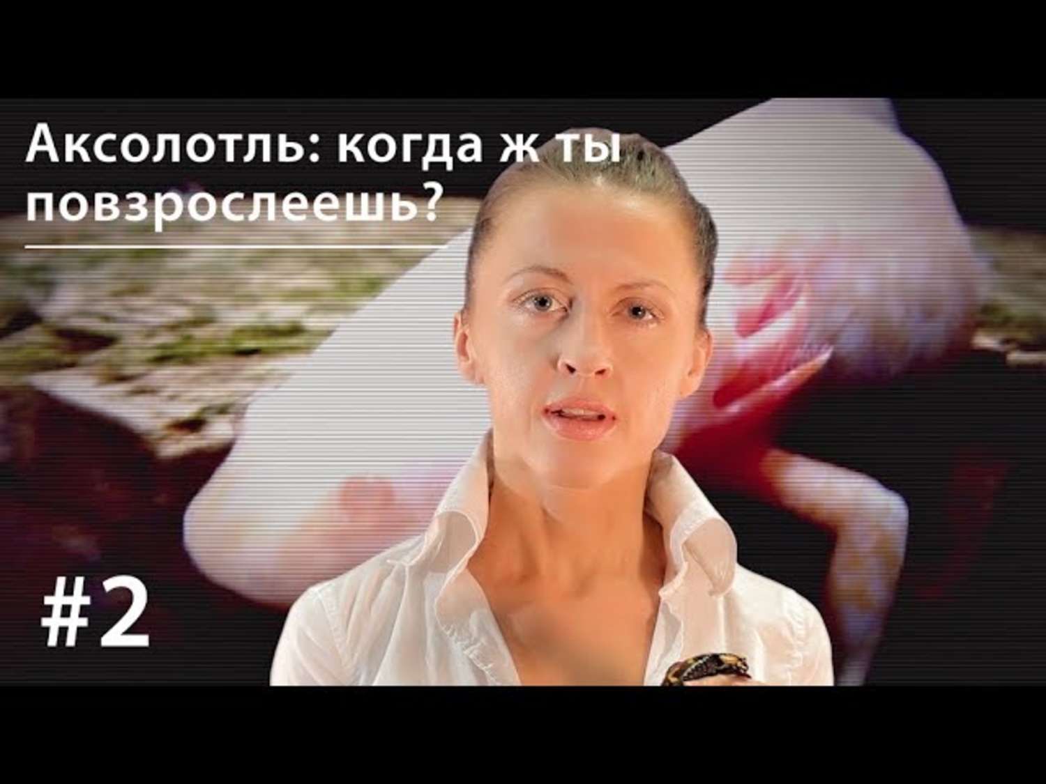 Обложка книги «Аксолотль: когда ж ты повзрослеешь?»