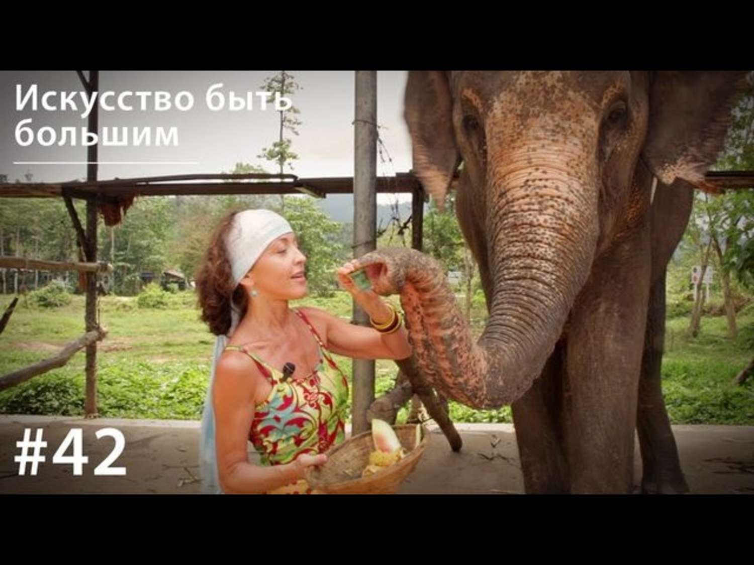 Обложка книги «Слон: Искусство быть большим»
