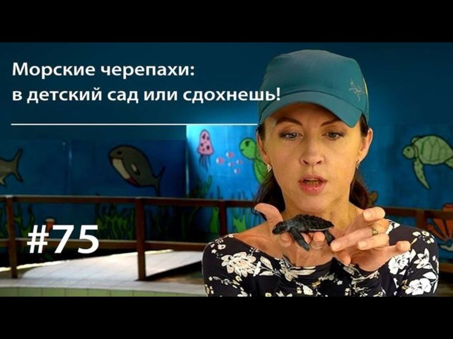 Обложка книги «Морские черепахи: в детский сад или сдохнешь!»