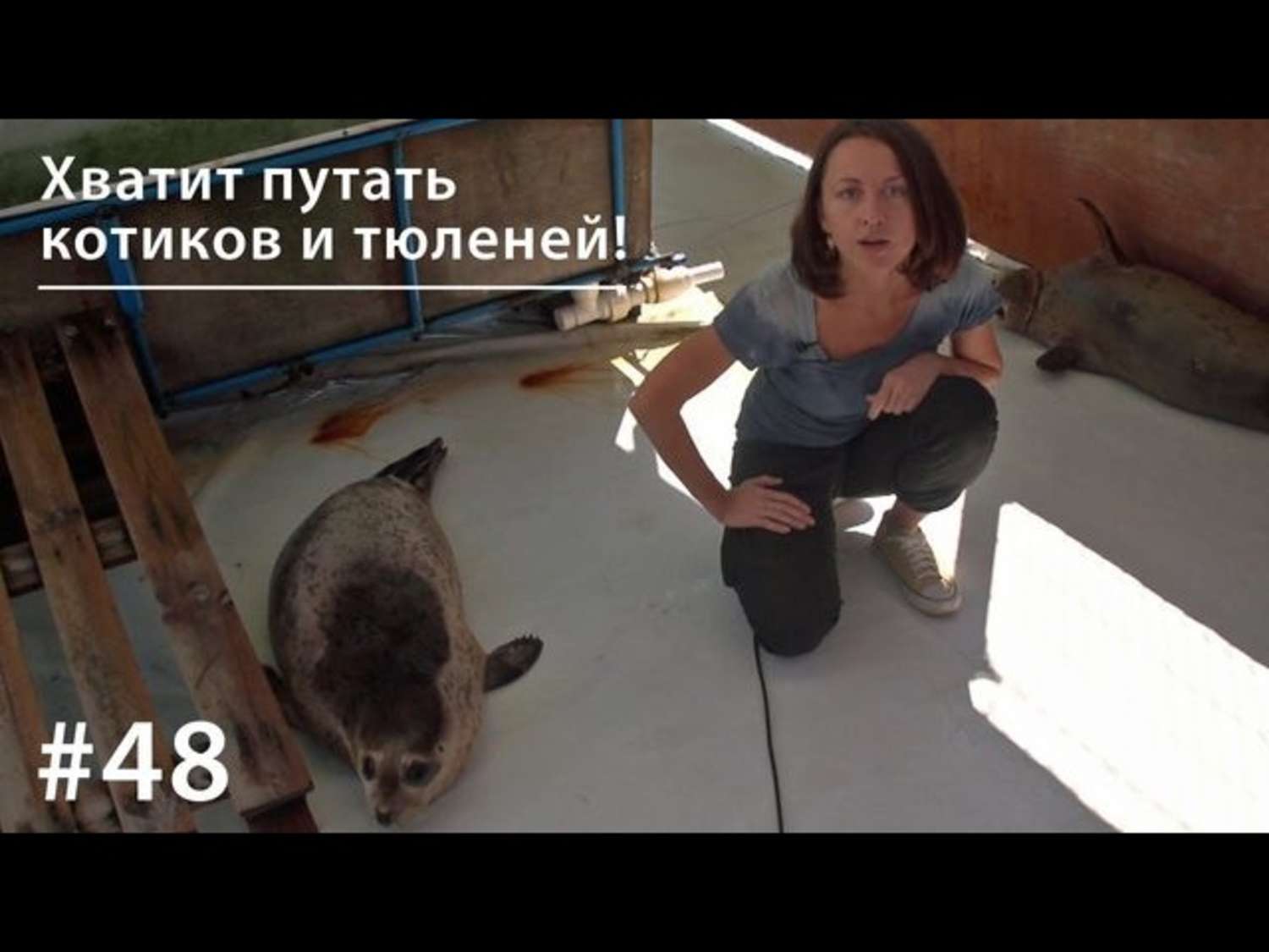 Обложка книги «Хватит путать котиков и тюленей!»