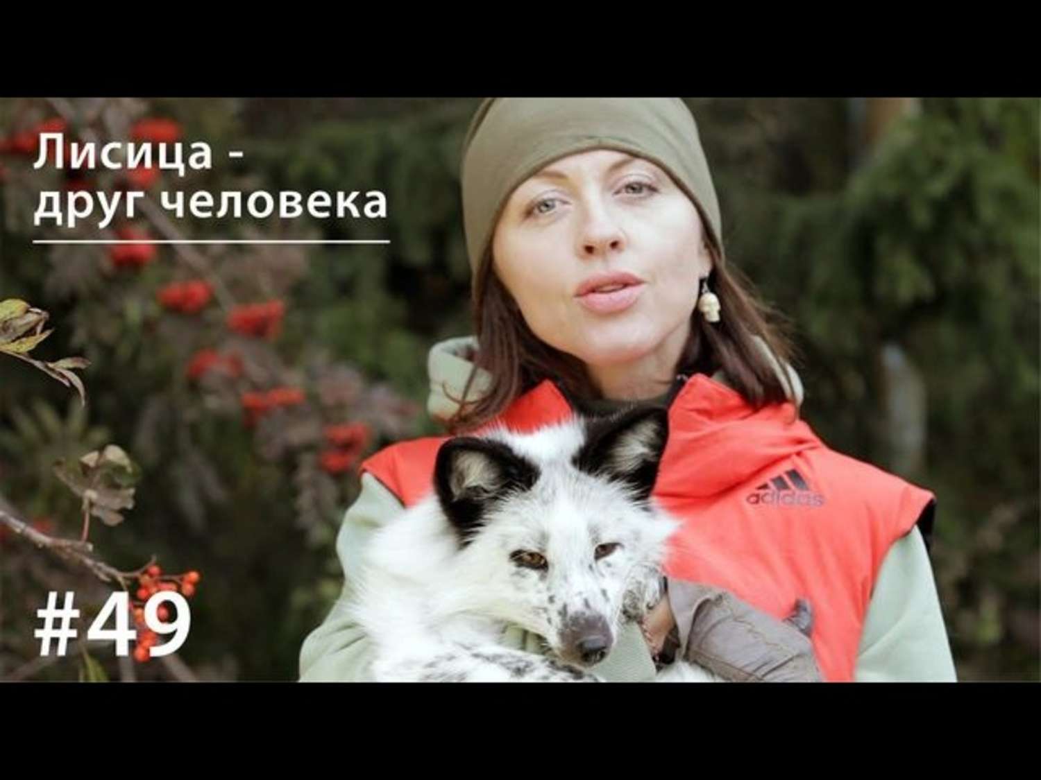 Обложка книги «Лисица - друг человека»