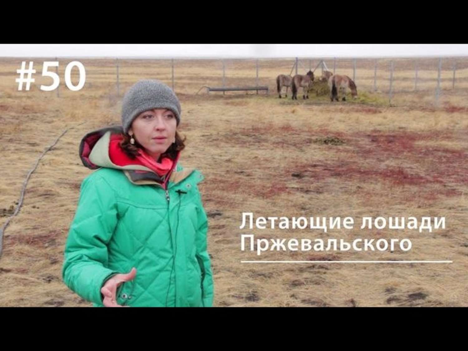 Обложка книги «Летающие лошади Пржевальского»