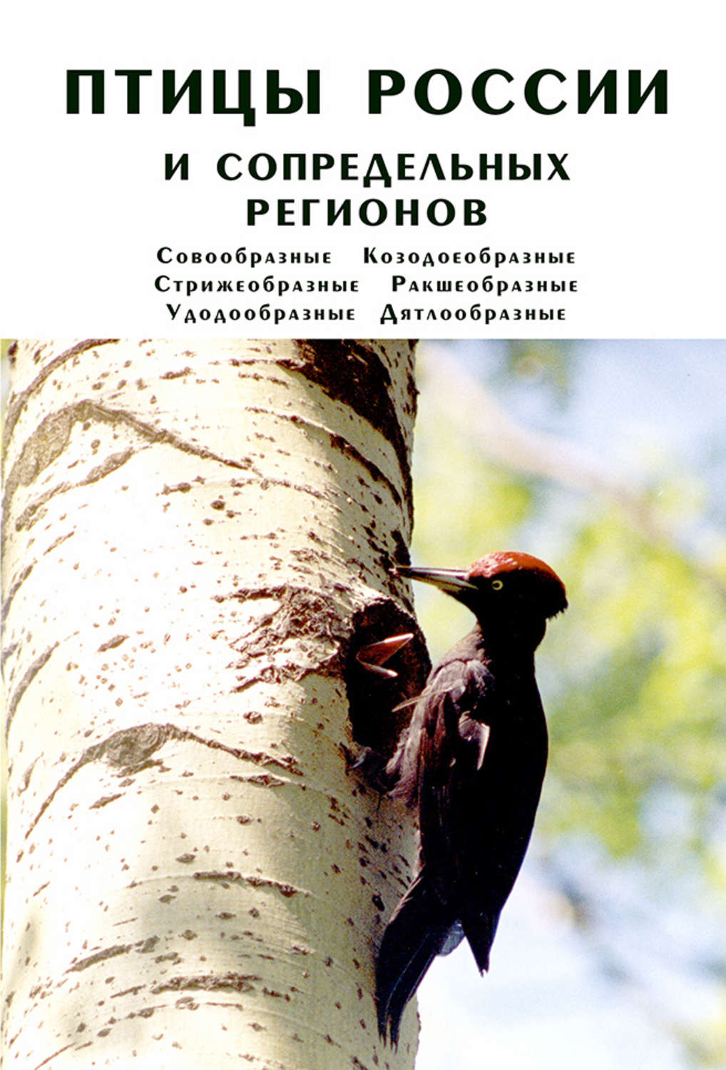 Обложка книги «Птицы России и сопредельных регионов. Совообразные, Козодоеобразные, Стрижеобразные, Ракшеобразные, Удодообразные, Дятлообразные»