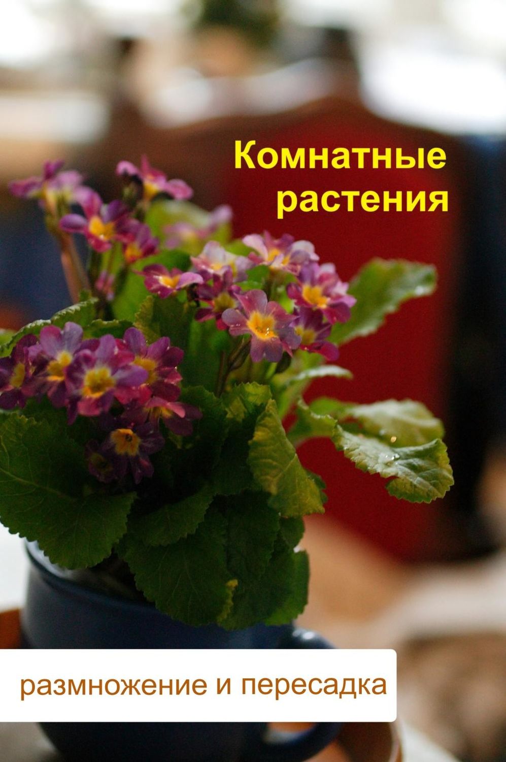 Обложка книги «Комнатные растения. Размножение и пересадка»
