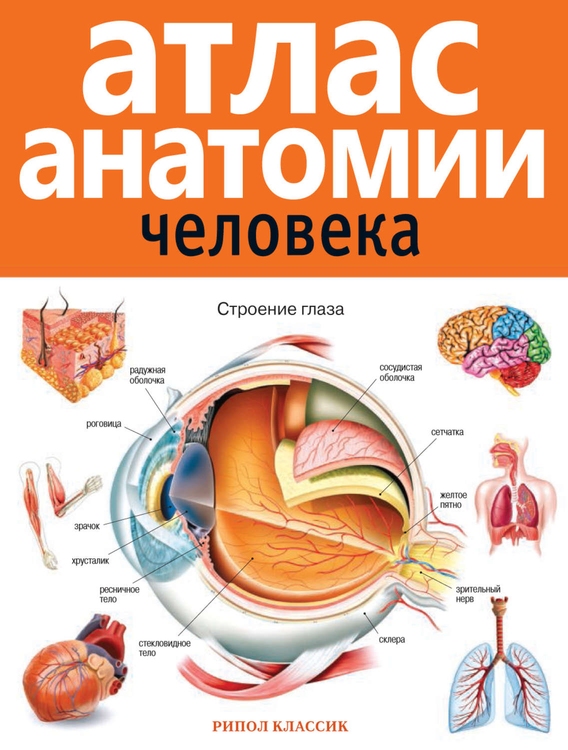 Обложка книги «Атлас анатомии человека»