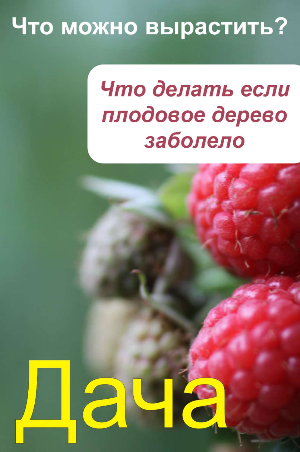 Обложка книги «Что можно вырастить? Что делать, если плодовое дерево заболело»
