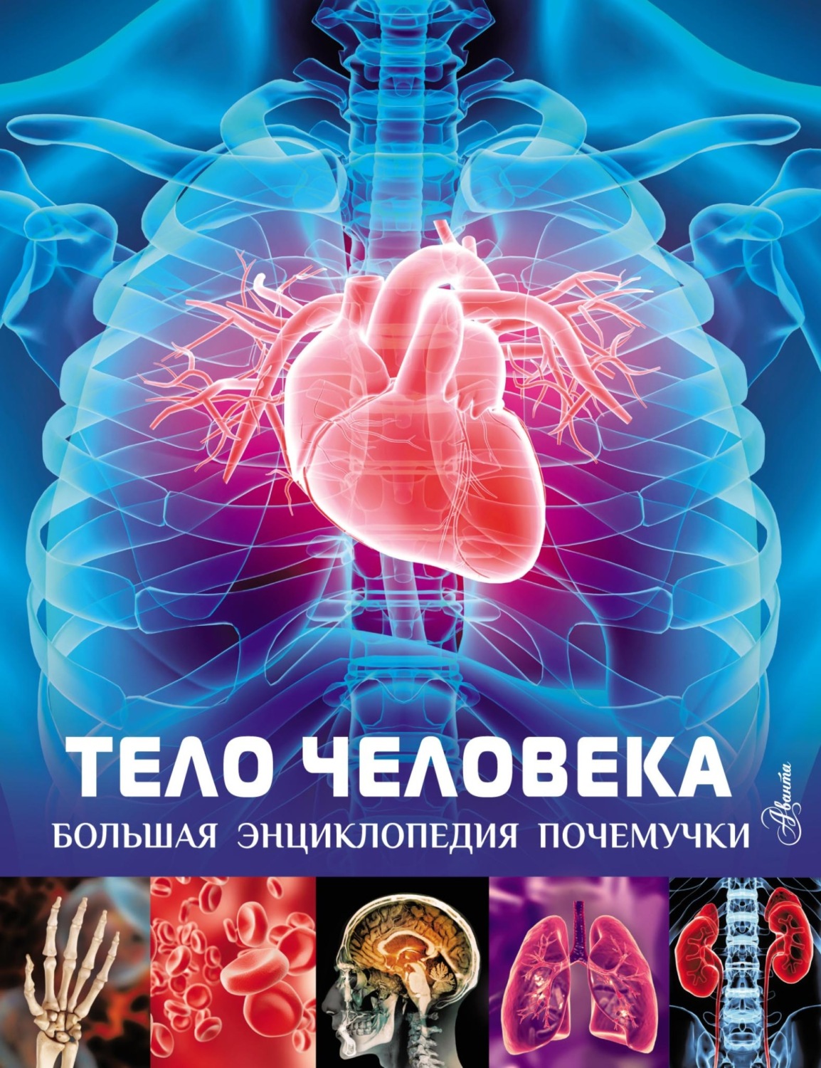 Обложка книги «Тело человека»