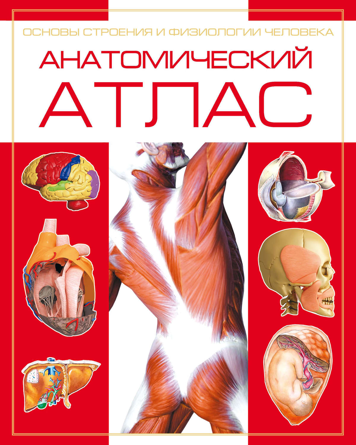 Обложка книги «Анатомический атлас. Основы строения и физиологии человека»