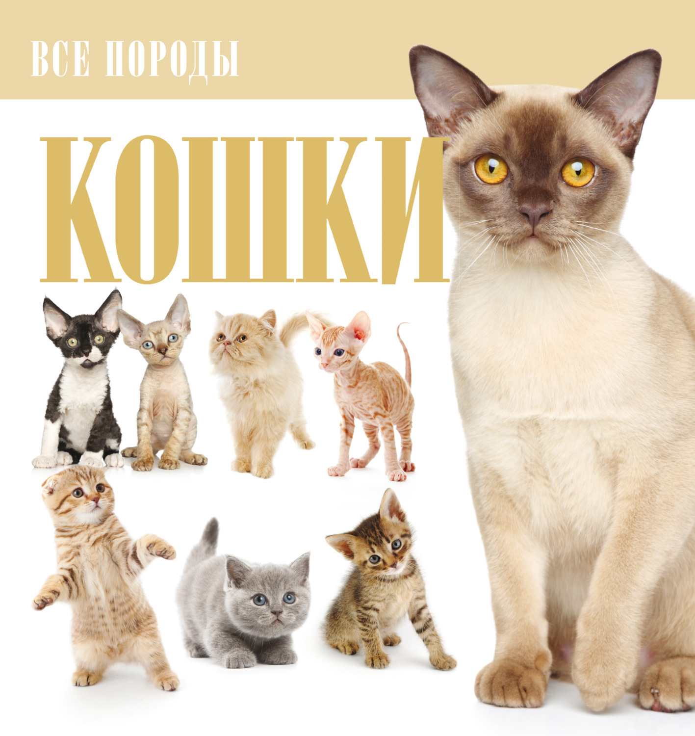 Обложка книги «Кошки»