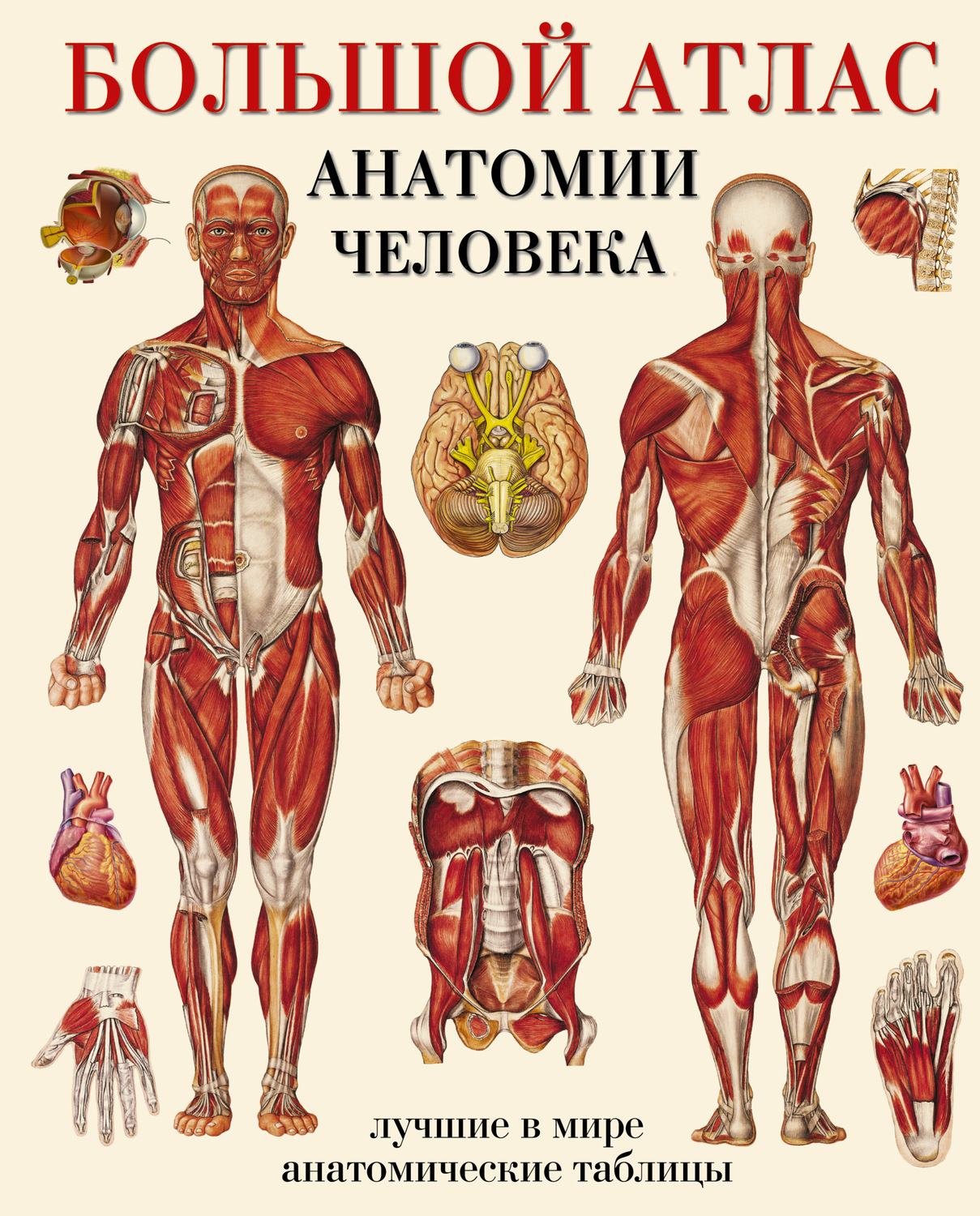 Обложка книги «Большой атлас анатомии человека. Лучшие в мире анатомические таблицы»