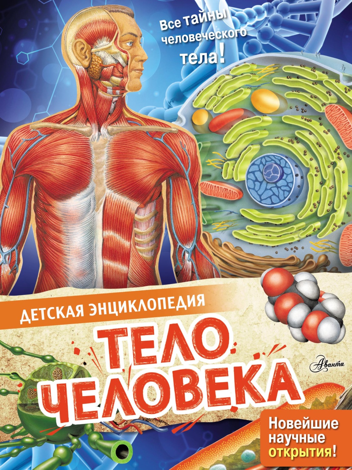 Обложка книги «Тело человека»