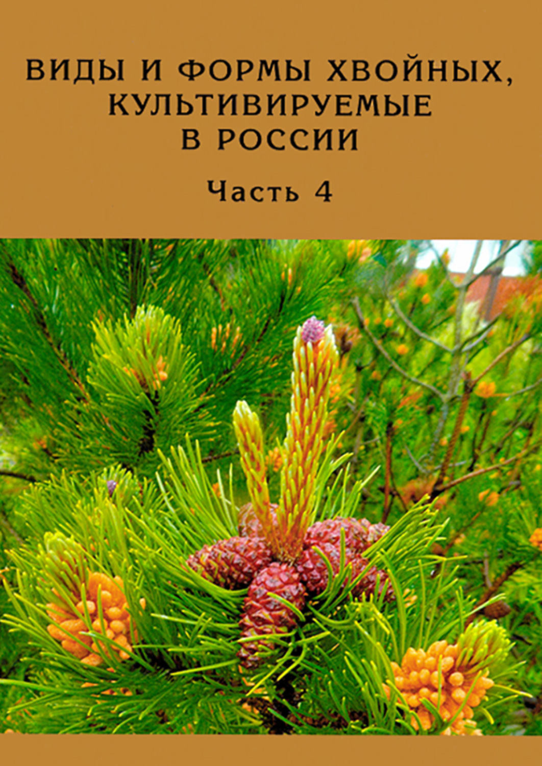 Обложка книги «Виды и формы хвойных, культивируемые в России. Часть 4»