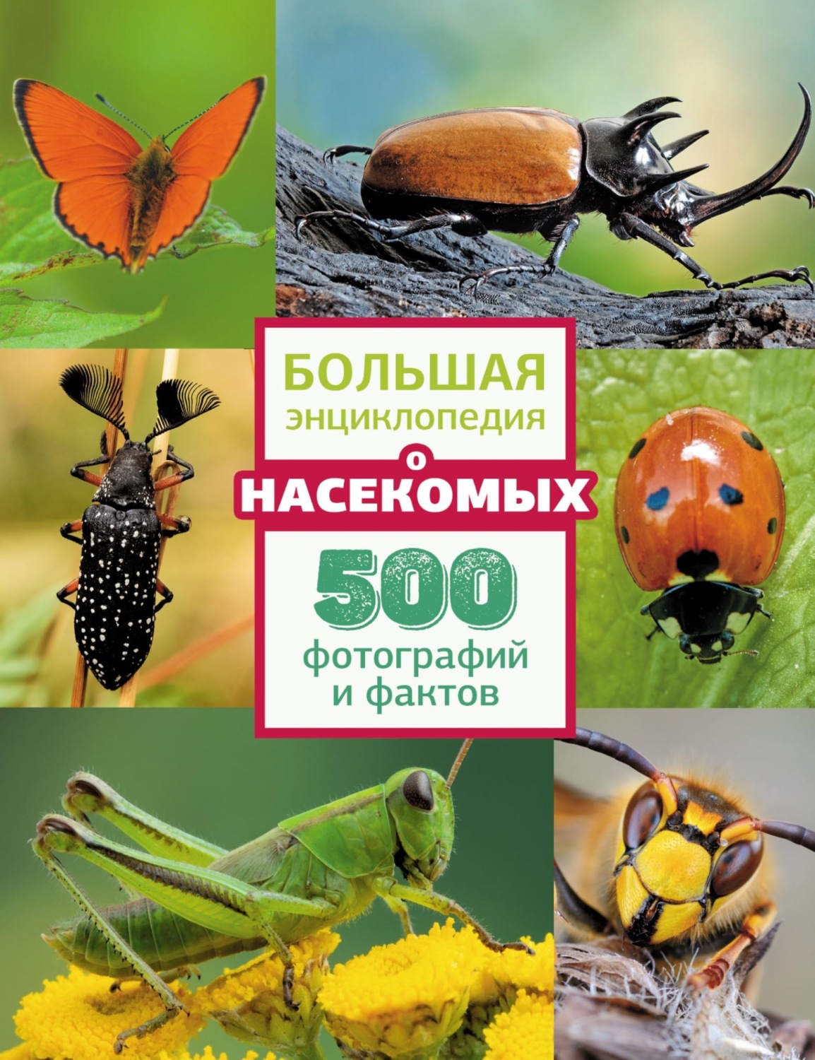 Обложка книги «Большая энциклопедия о насекомых. 500 фотографий и фактов»