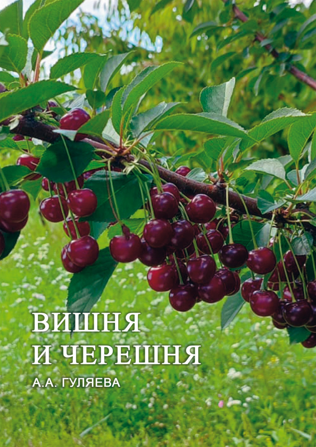 Обложка книги «Вишня и черешня»