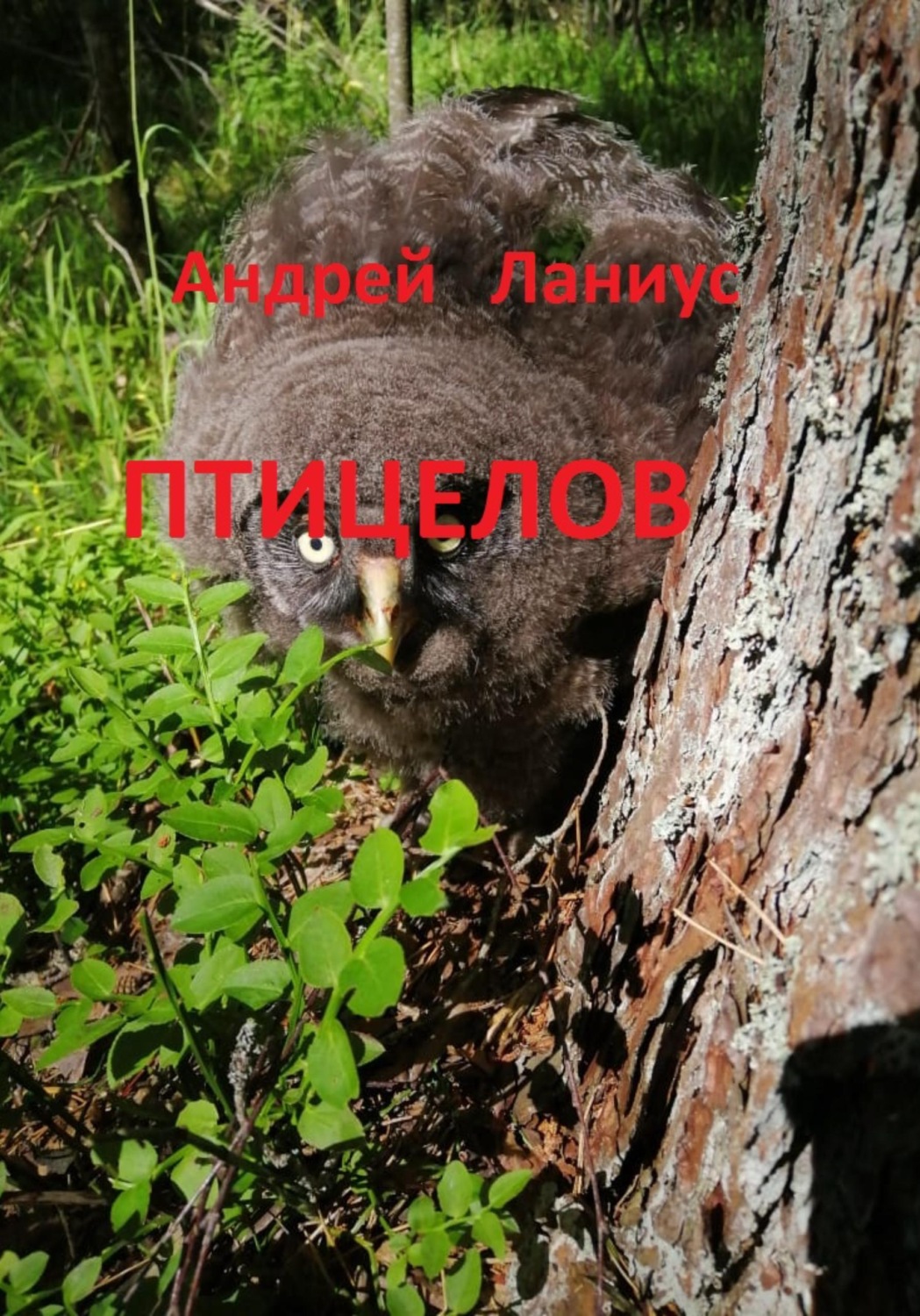 Обложка книги «Птицелов»