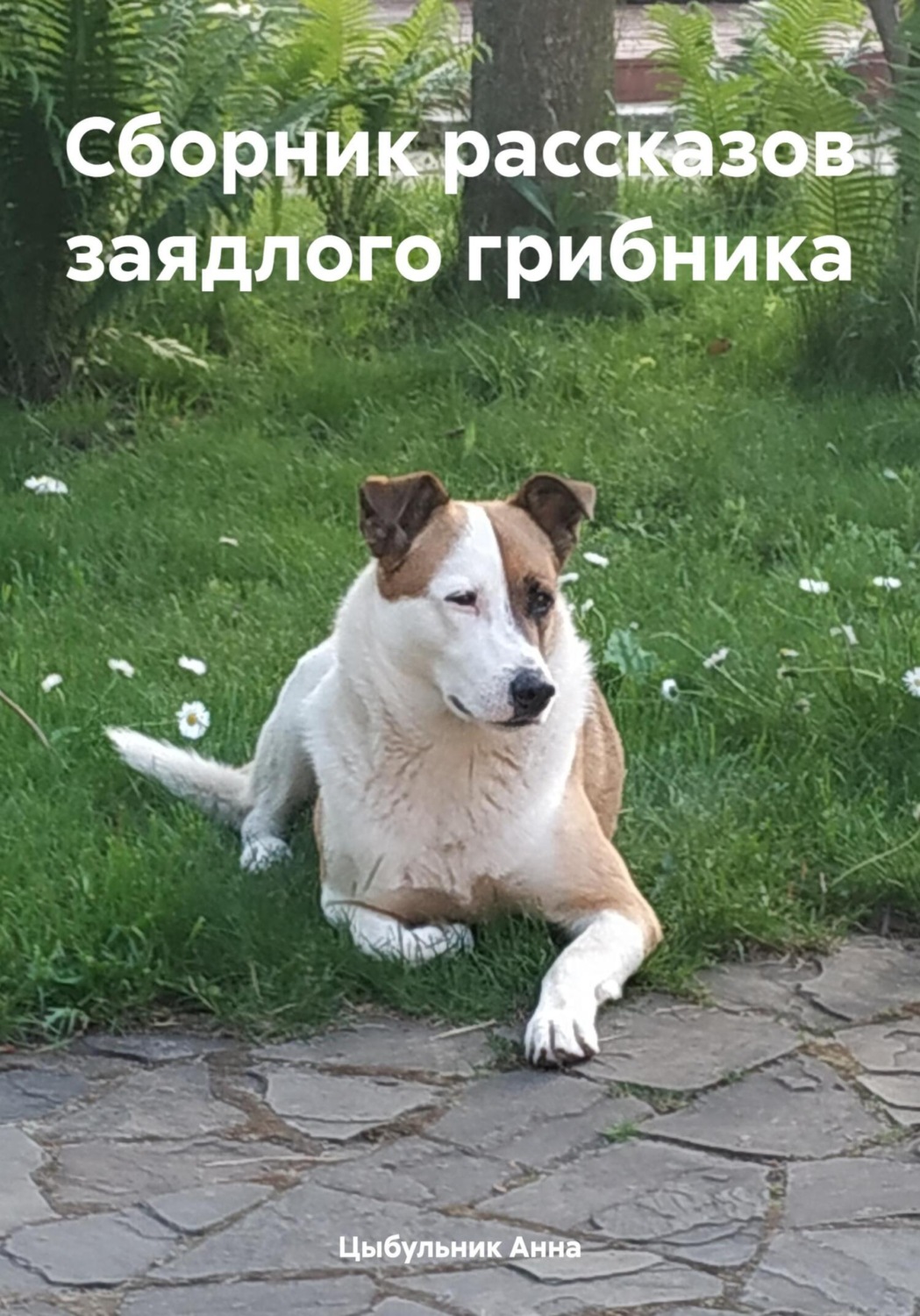 Обложка книги «Сборник рассказов заядлого грибника»