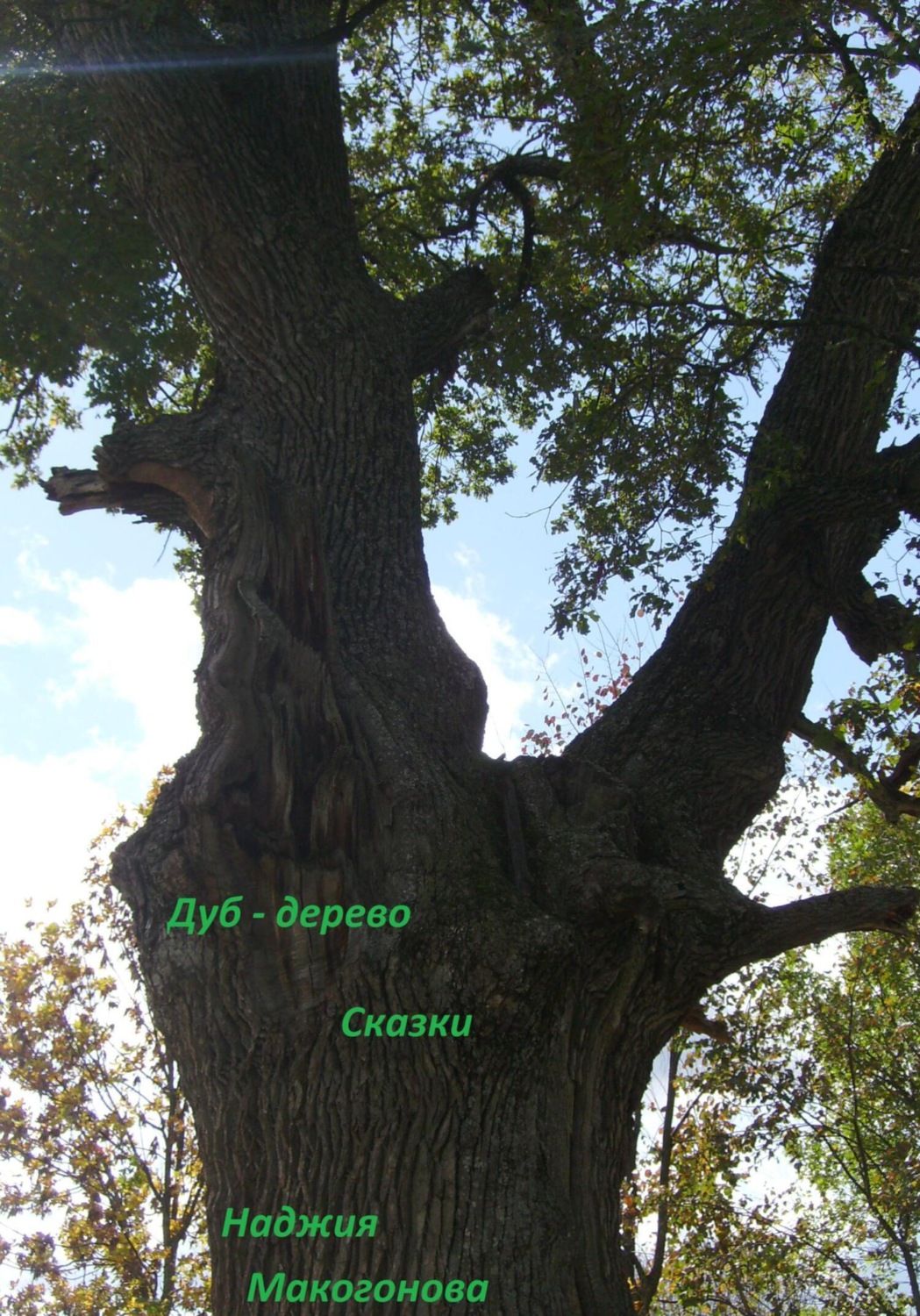 Обложка книги «Дуб-дерево»