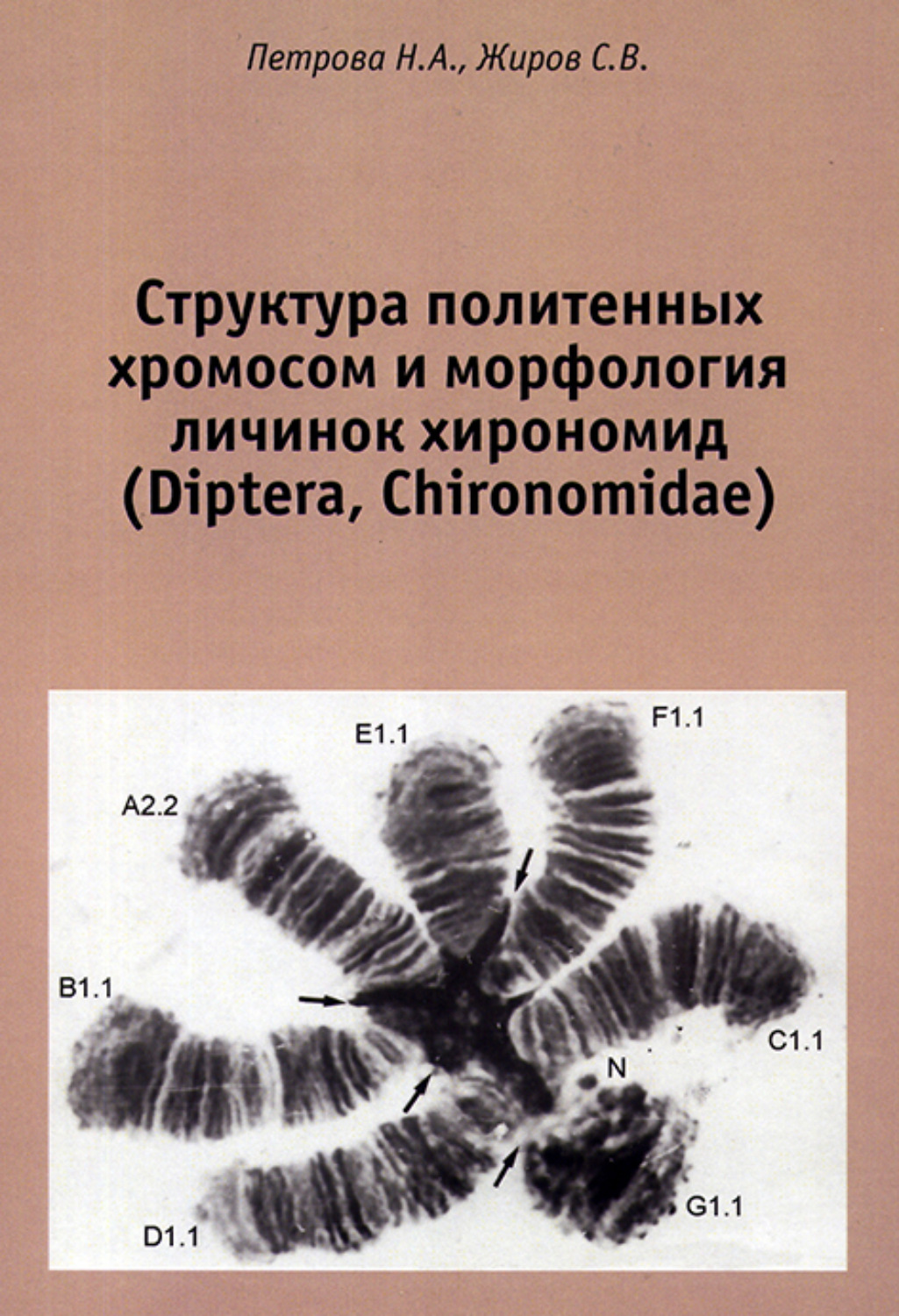 Обложка книги «Структура политенных хромосом и морфология личинок хирономид (Diptera, Chironomidae). Атлас»