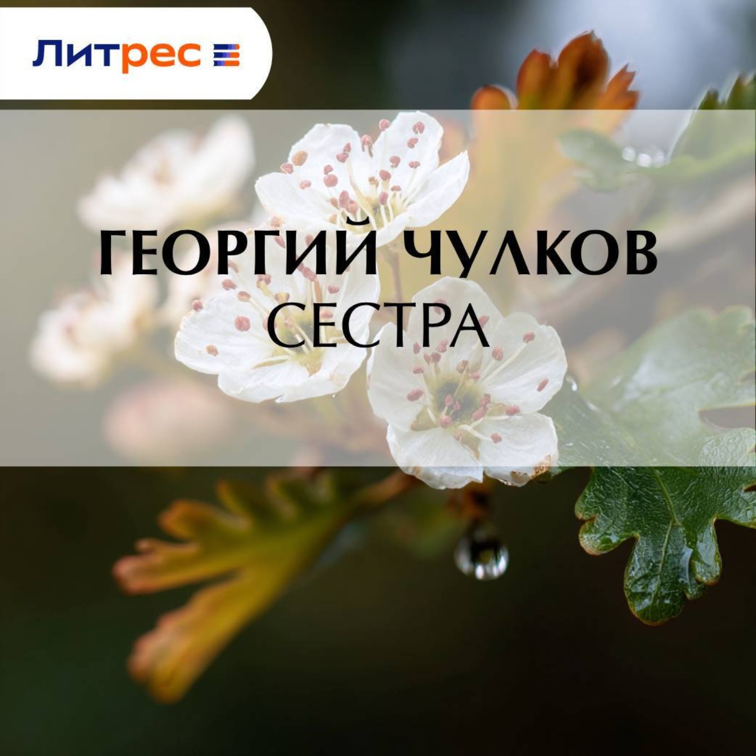 Обложка книги «Сестра»