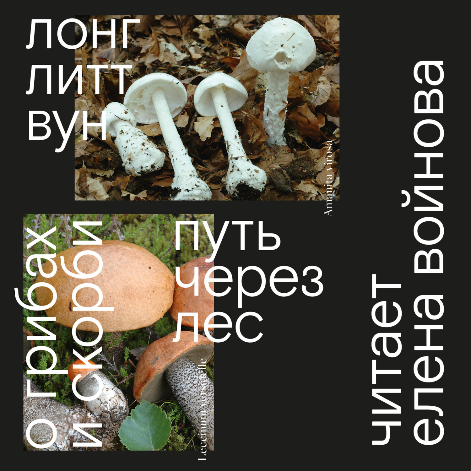 Обложка книги «Путь через лес. О грибах и скорби»