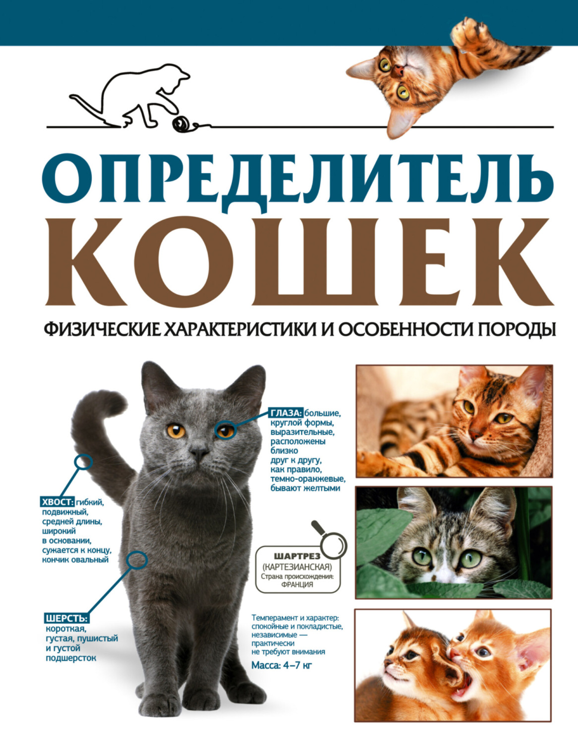 Обложка книги «Определитель кошек. Физические характеристики и особенности породы»