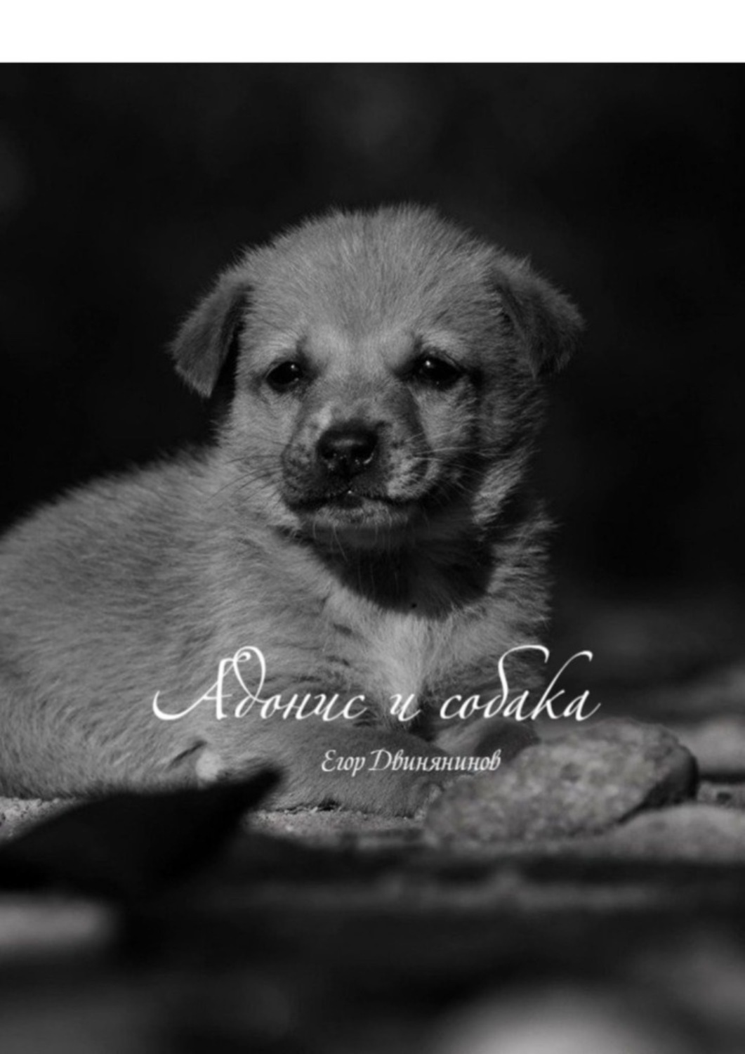 Обложка книги «Адонис и собака»