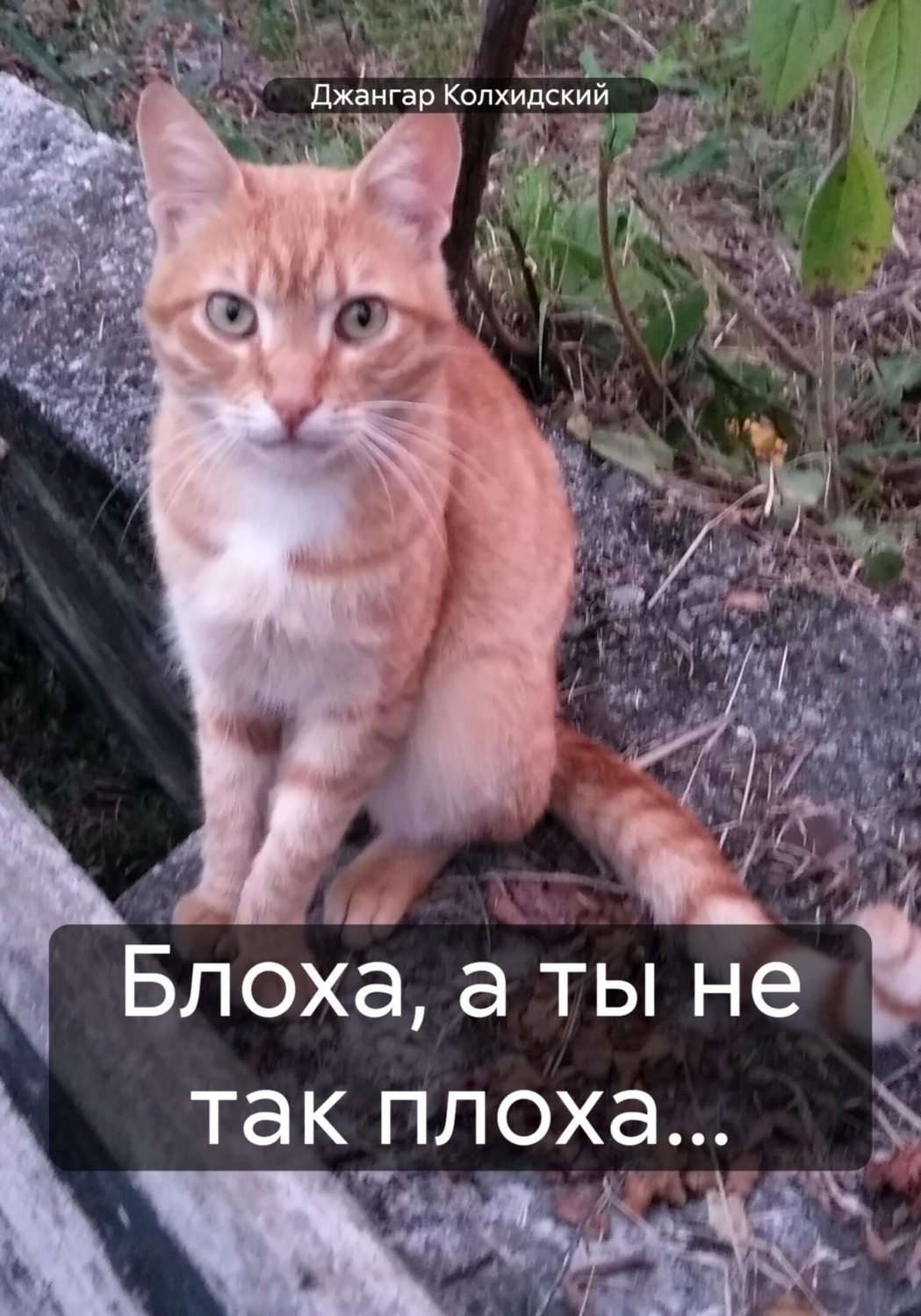 Обложка книги «Блоха, а ты не так плоха…»