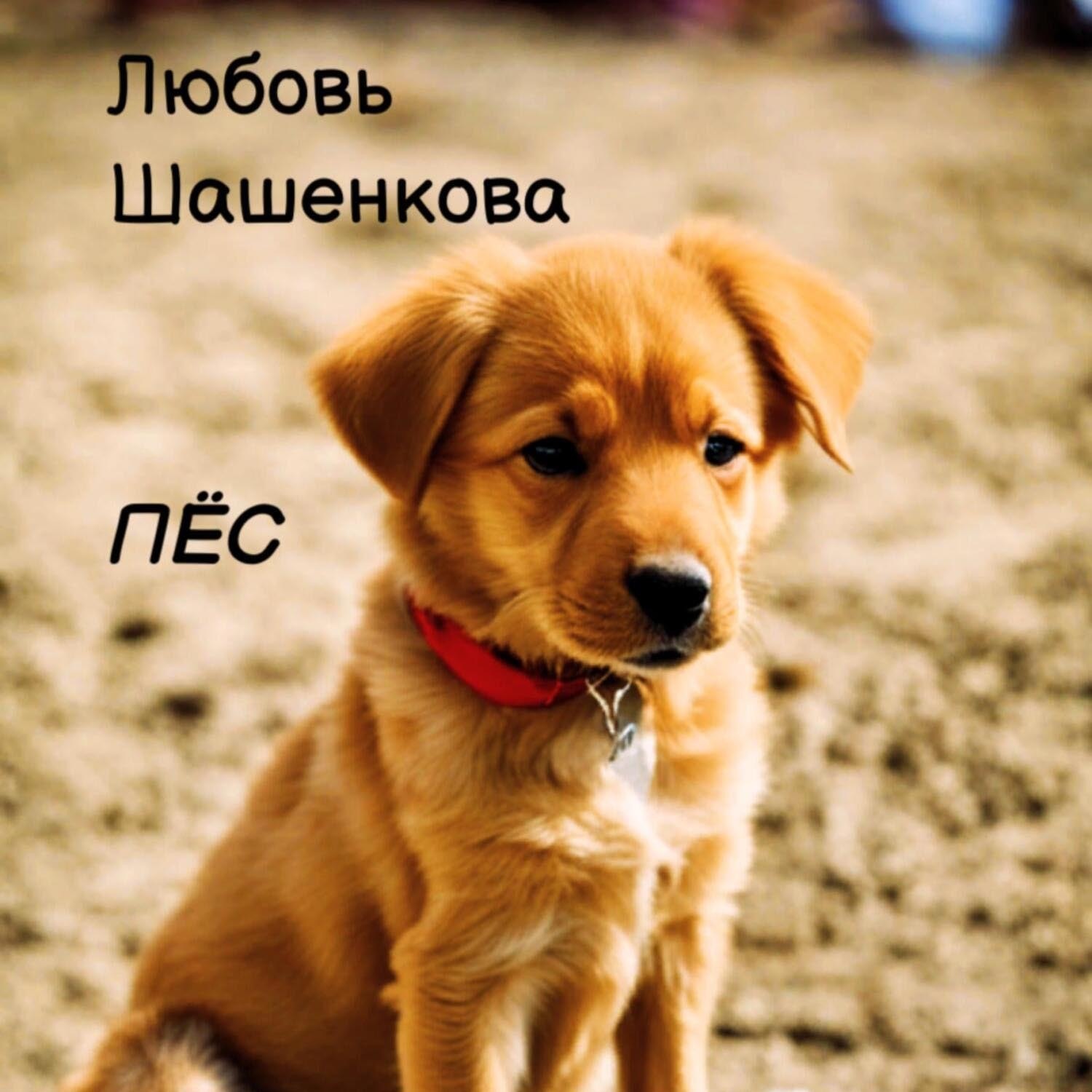 Обложка книги «Пёс»