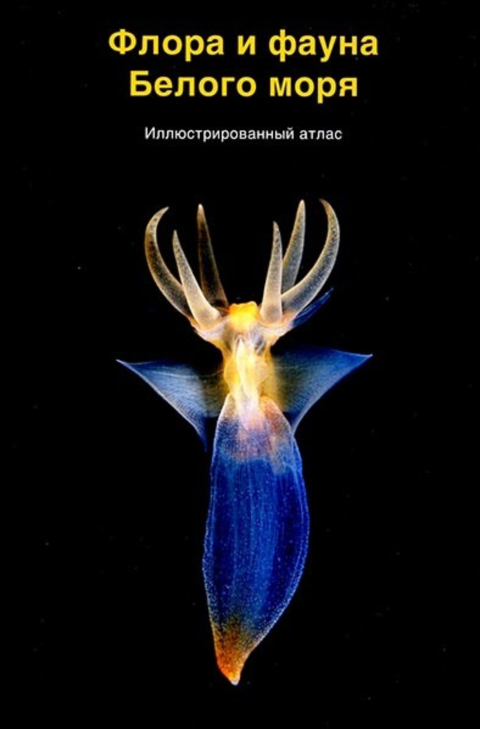 Обложка книги «Флора и фауна Белого моря»