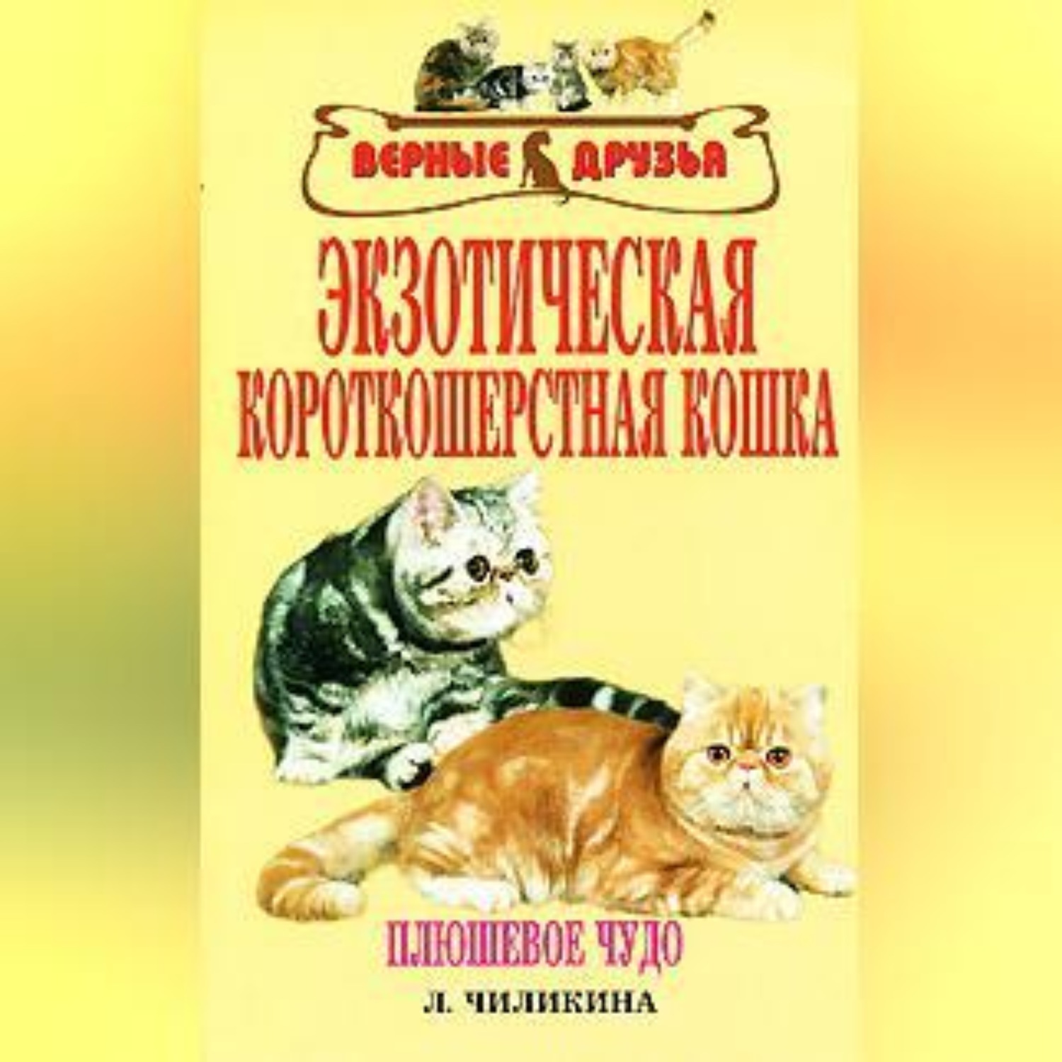 Обложка книги «Экзотическая короткошерстная кошка»