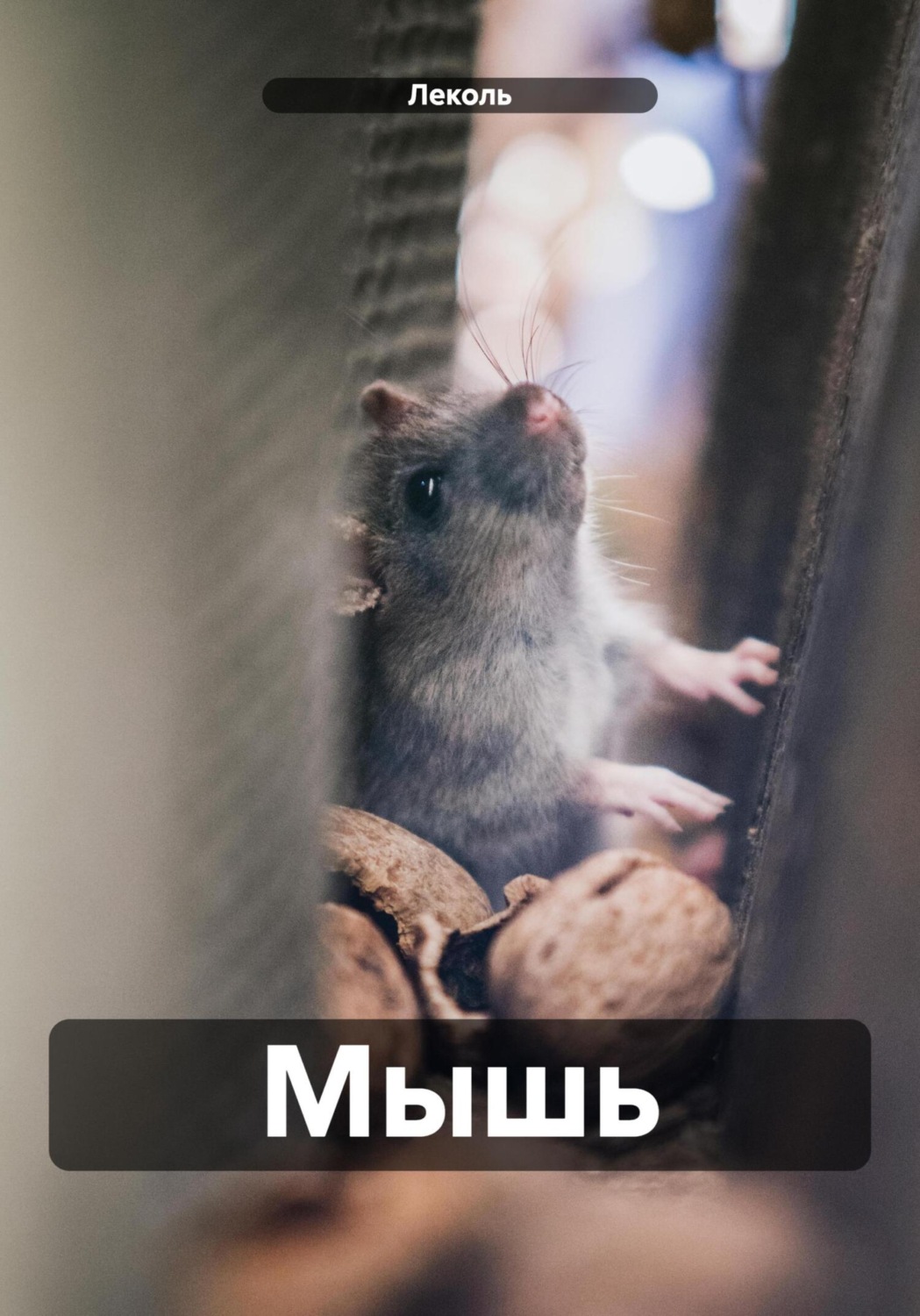 Обложка книги «Мышь»