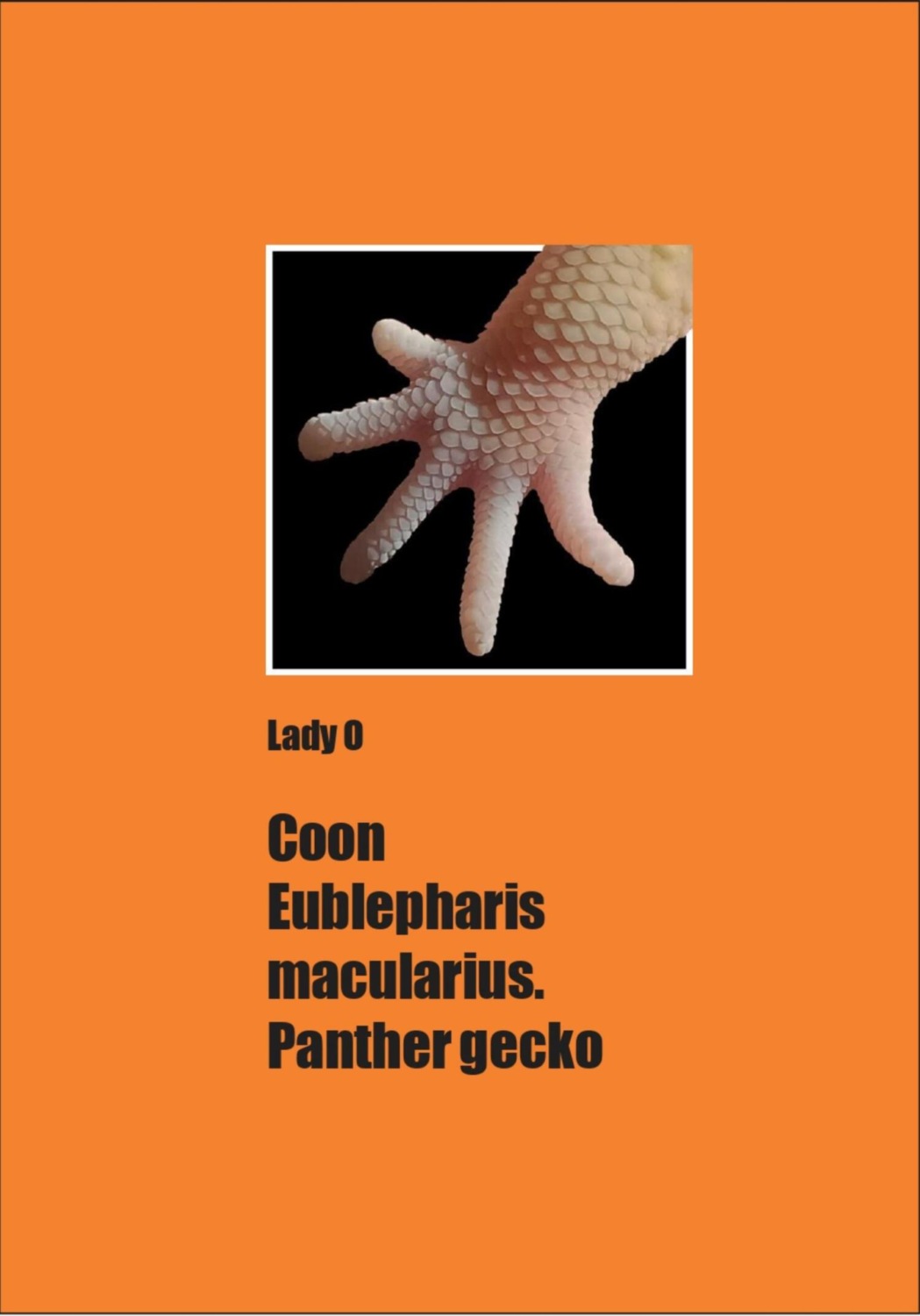 Обложка книги «Сoon Eublepharis macularius. Panther gecko»