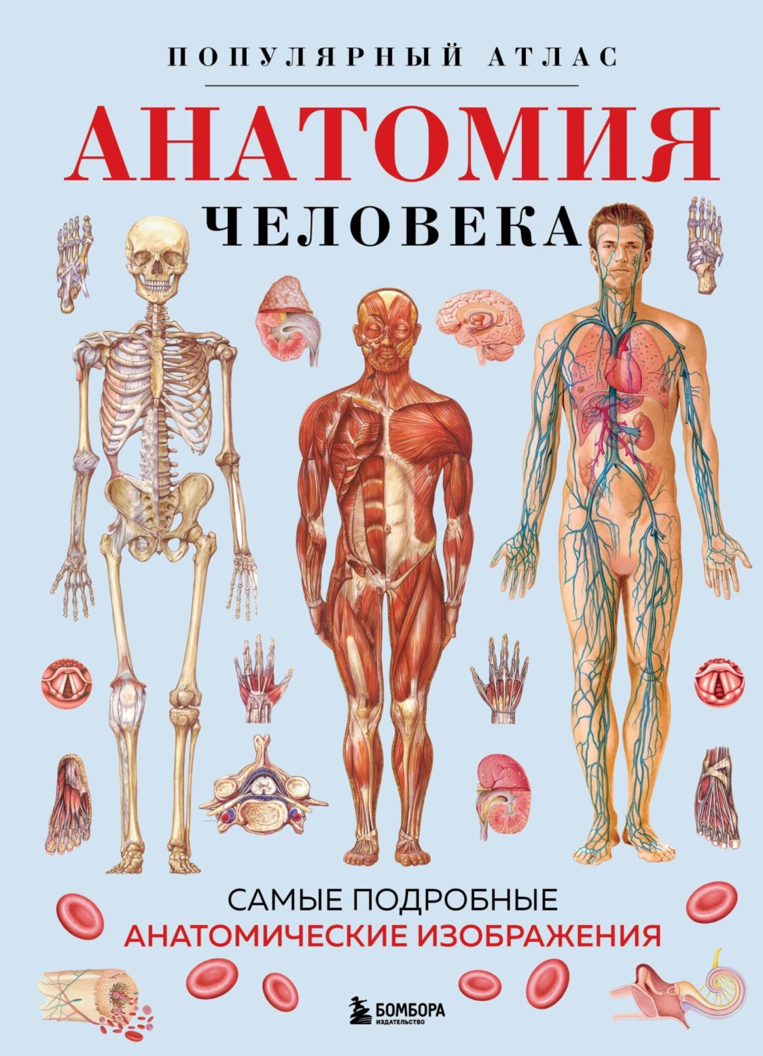 Обложка книги «Анатомия человека. Популярный атлас. Самые подробные анатомические изображения»
